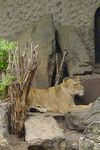 Click to see big picture (302x450 pixels; 35 KB))