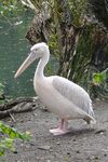 Click to see big picture (302x450 pixels; 42 KB))